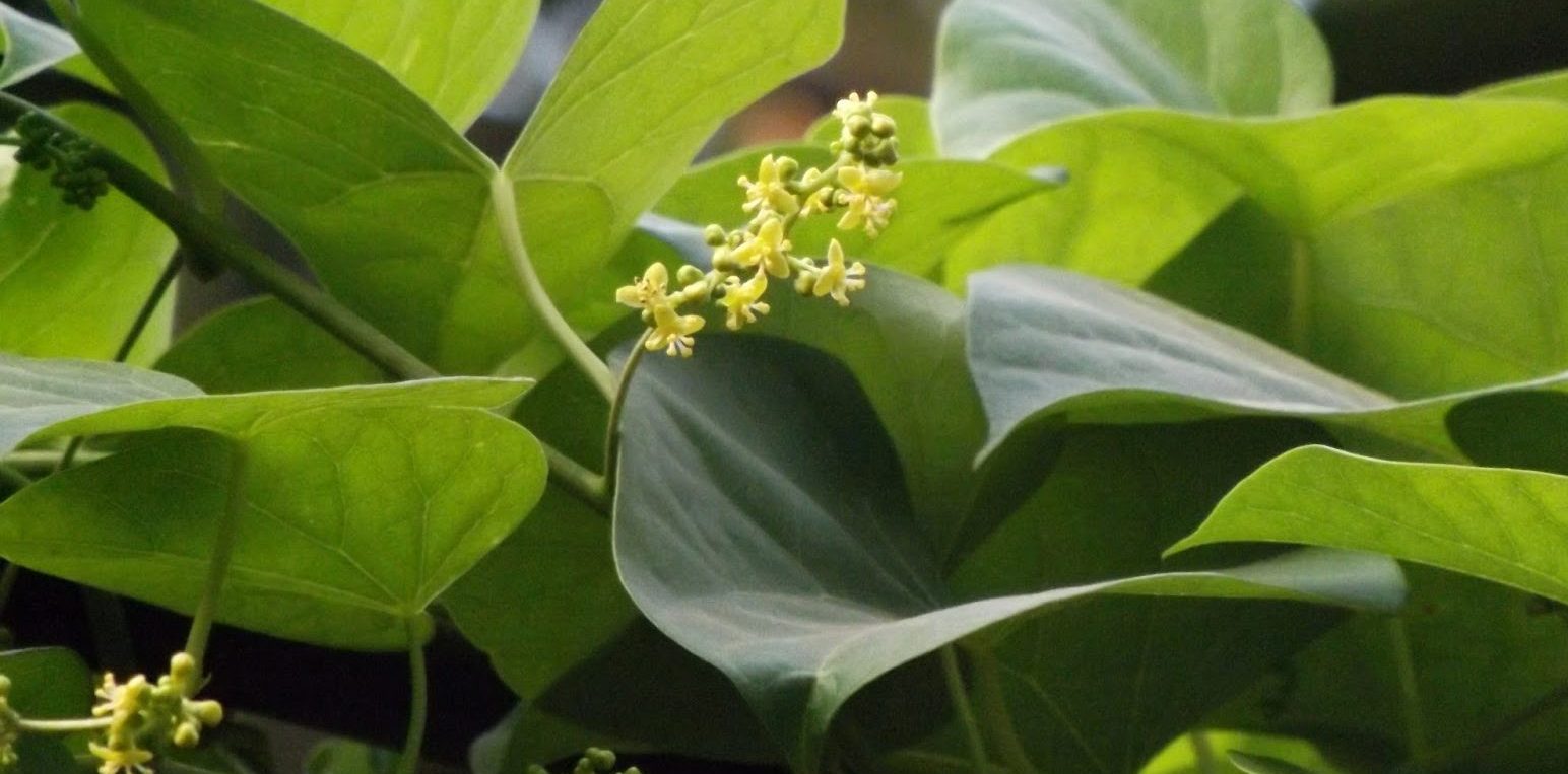 Guduchi (Tinospora Cordifolia)