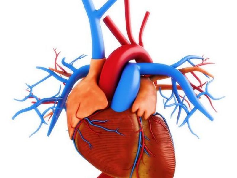 Unser Herz - das zentrale Organ